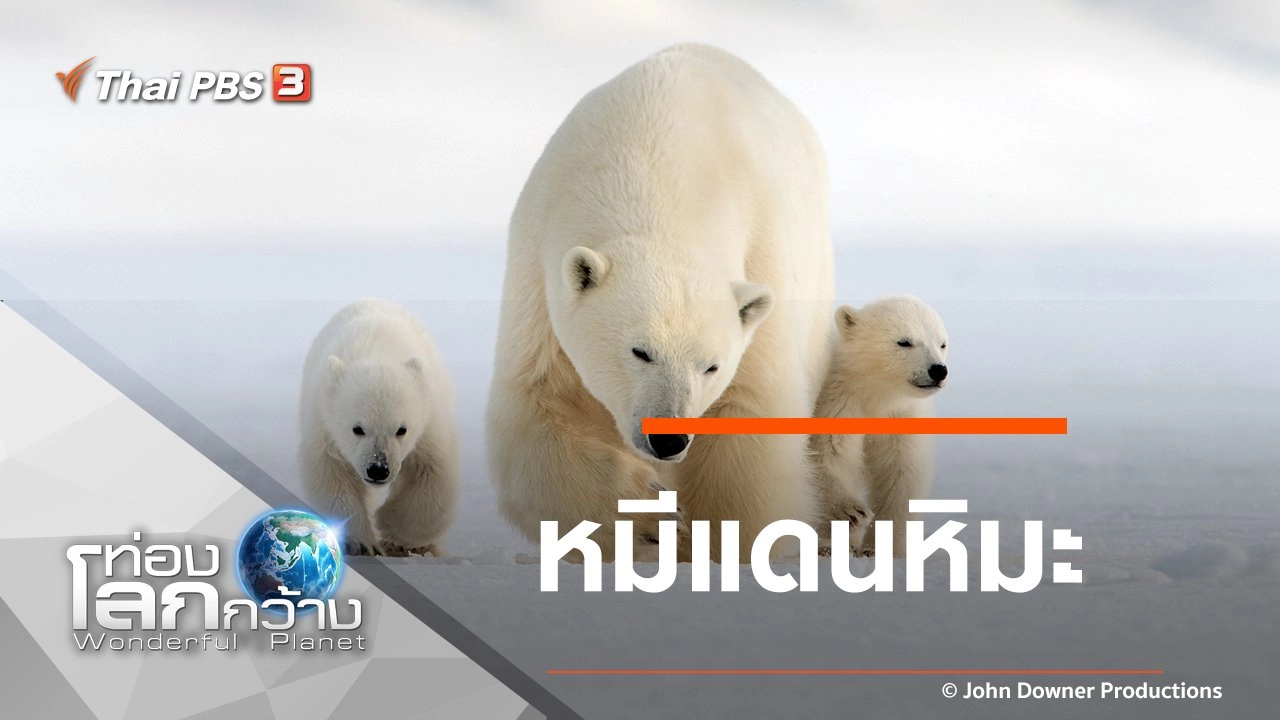 หมีแดนหิมะ