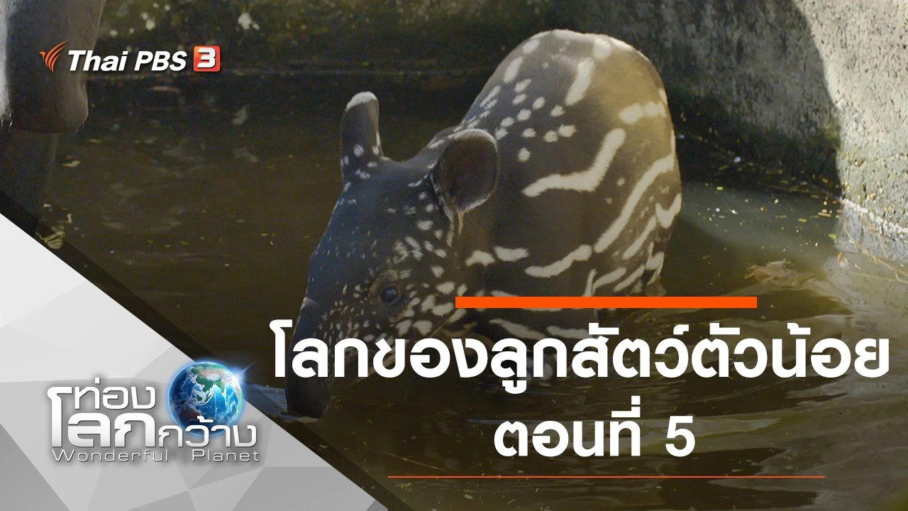 โลกของลูกสัตว์ตัวน้อย ตอนที่ 5