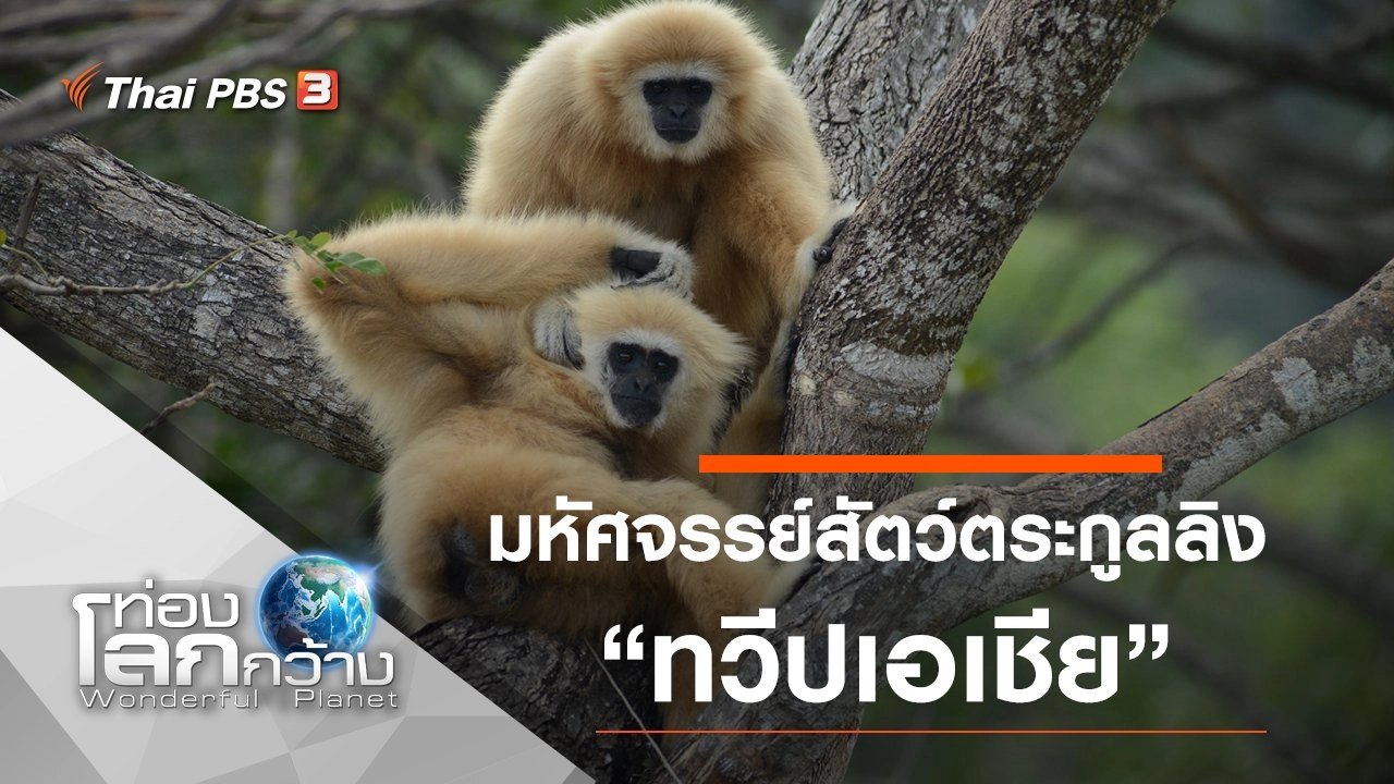 มหัศจรรย์สัตว์ตระกูลลิง ตอน ทวีปเอเชีย