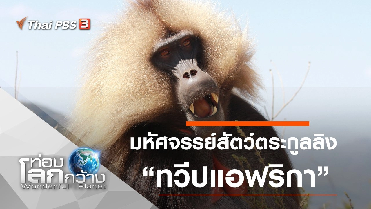 มหัศจรรย์สัตว์ตระกูลลิง ตอน ทวีปแอฟริกา