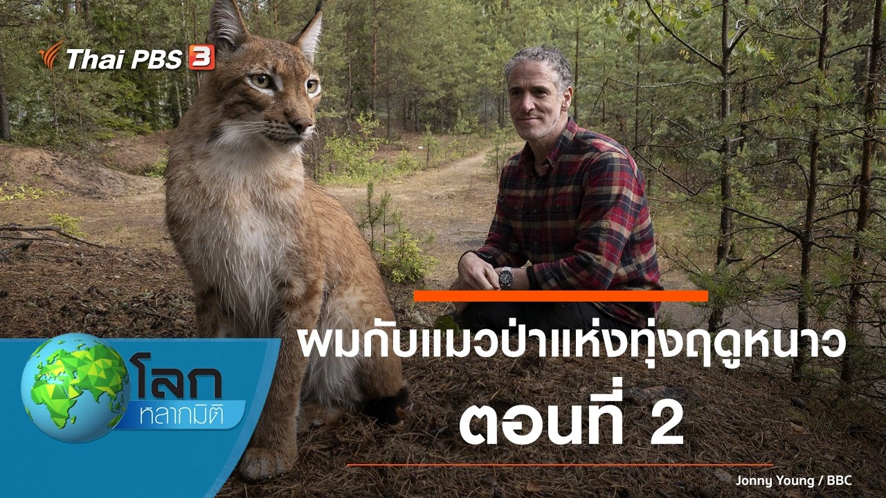 ผมกับแมวป่าแห่งทุ่งฤดูหนาว ตอนที่ 2