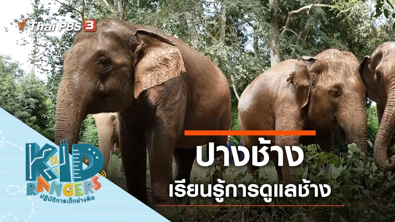 ปางช้าง