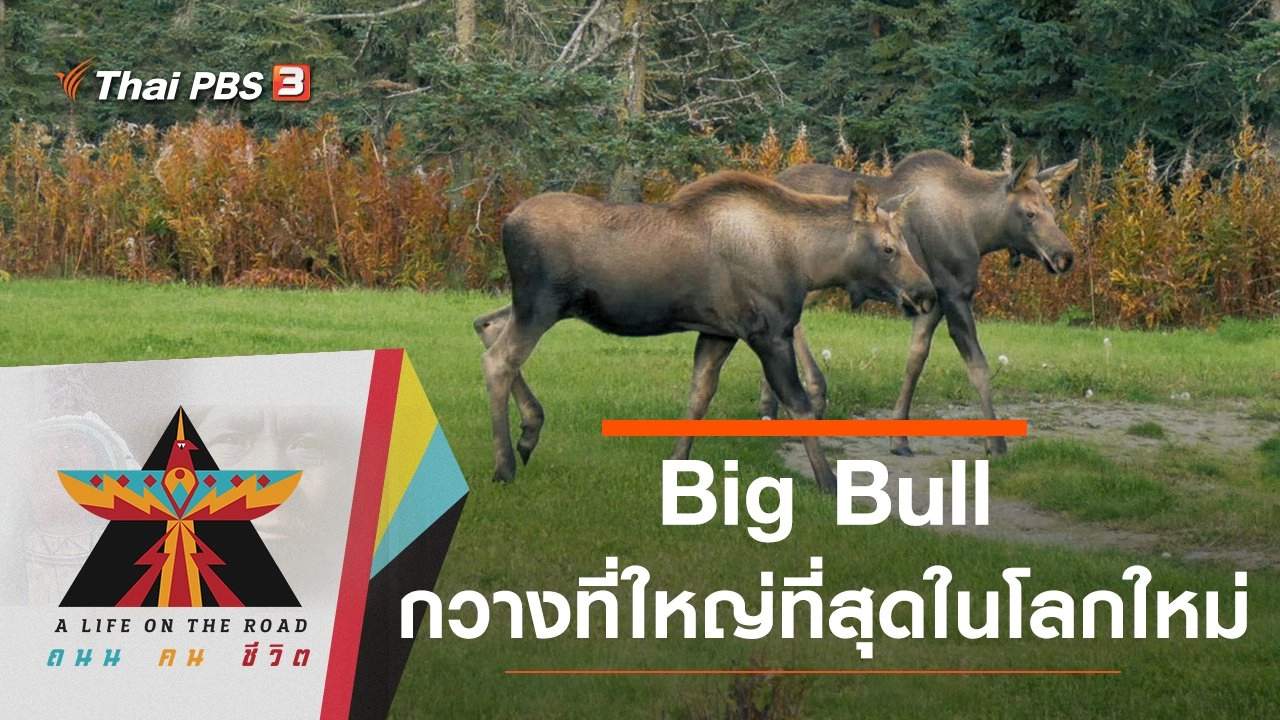 Big Bull กวางที่ใหญ่ที่สุดในโลกใหม่
