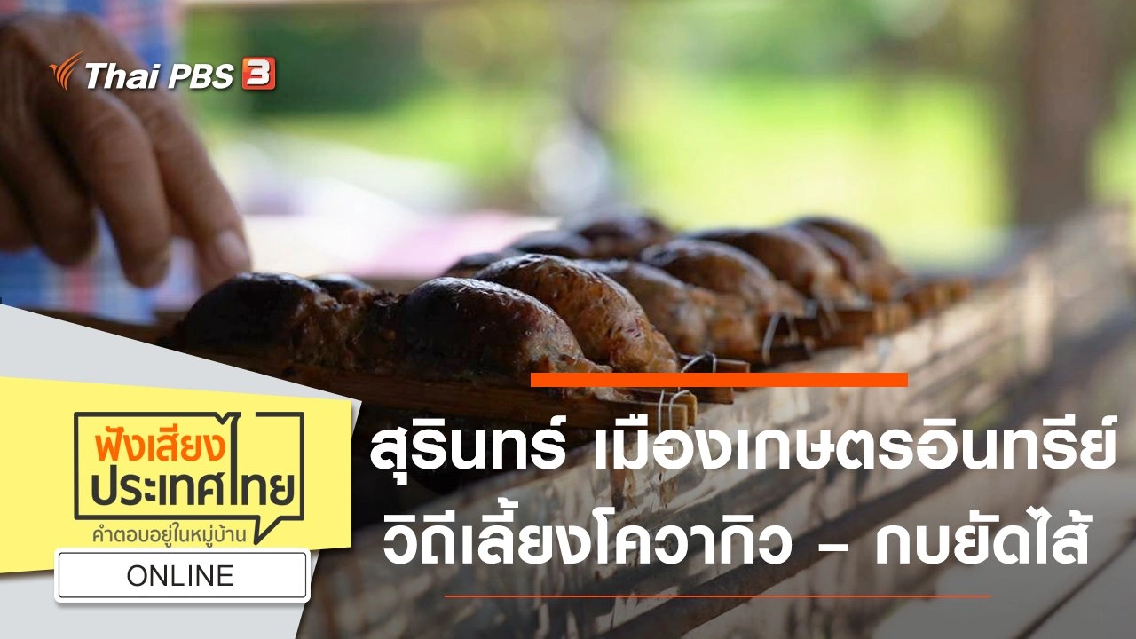 Online : สุรินทร์ เมืองเกษตรอินทรีย์ วิถีเลี้ยงโควากิว – กบยัดไส้