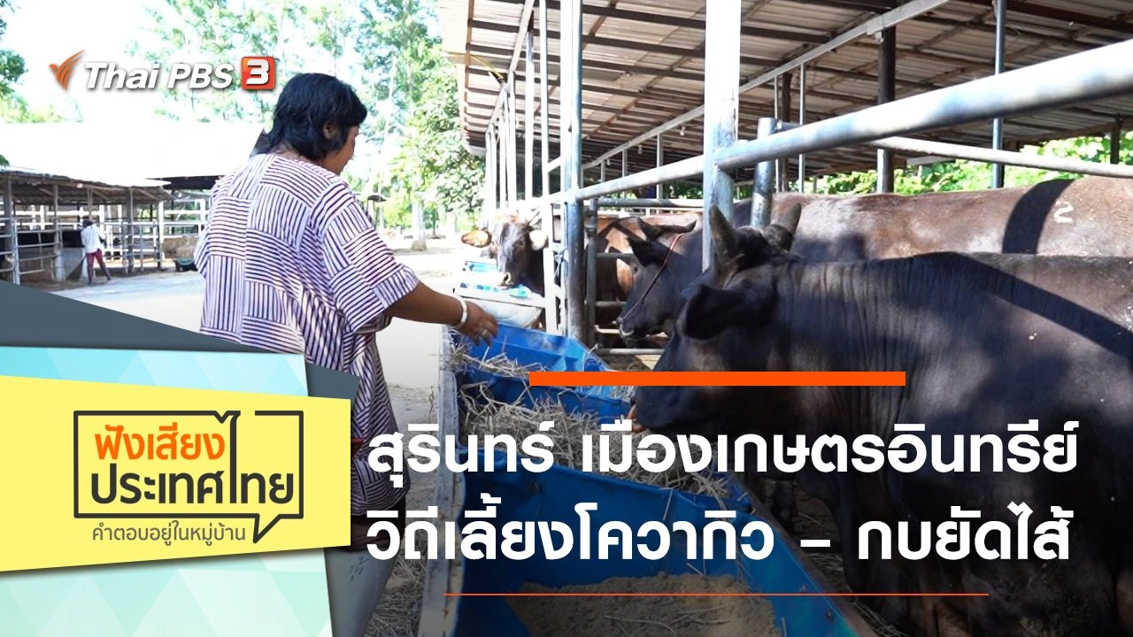 สุรินทร์ เมืองเกษตรอินทรีย์ วิถีเลี้ยงโควากิว – กบยัดไส้