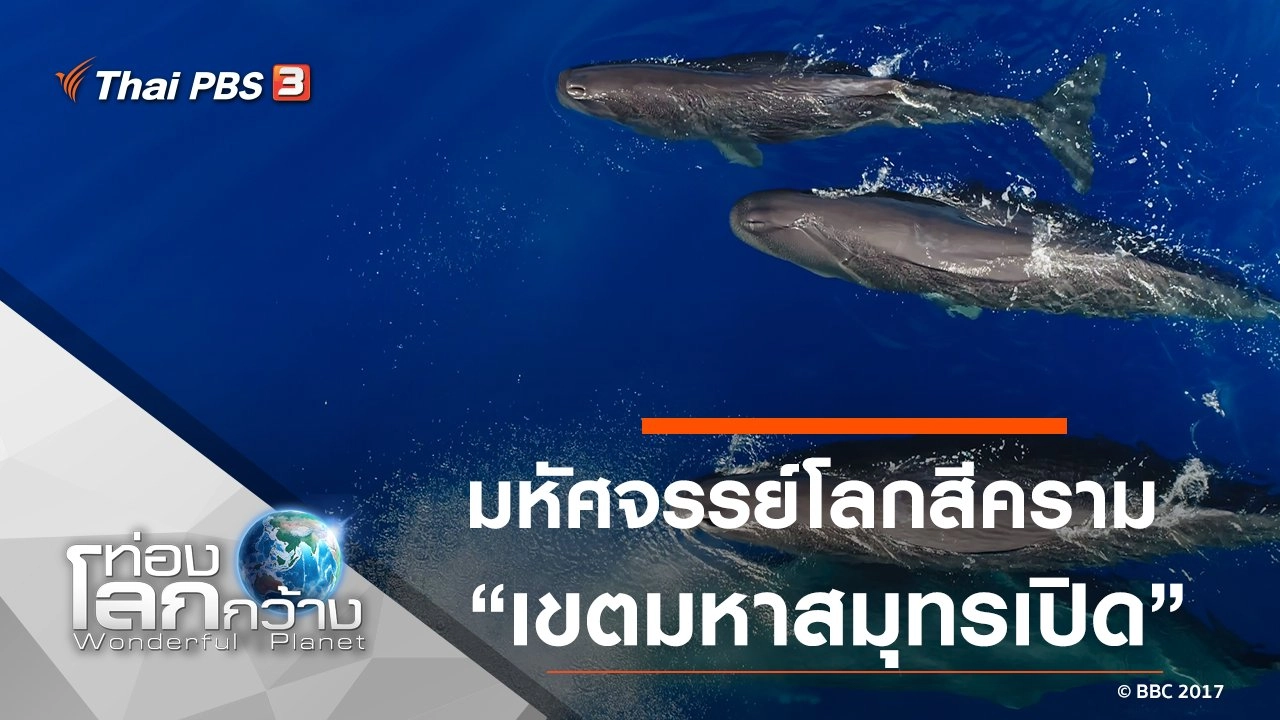 มหัศจรรย์โลกสีคราม ตอน เขตมหาสมุทรเปิด