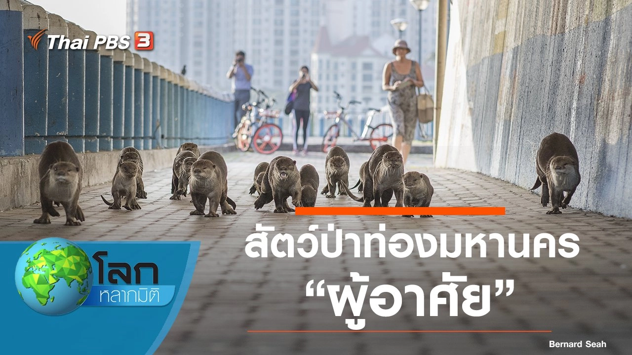 สัตว์ป่าท่องมหานคร ตอน ผู้อาศัย