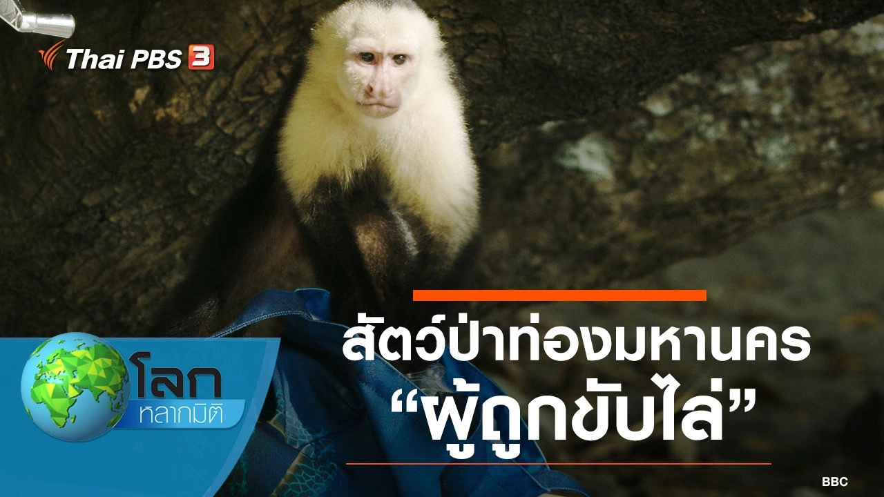 สัตว์ป่าท่องมหานคร ตอน ผู้ถูกขับไล่