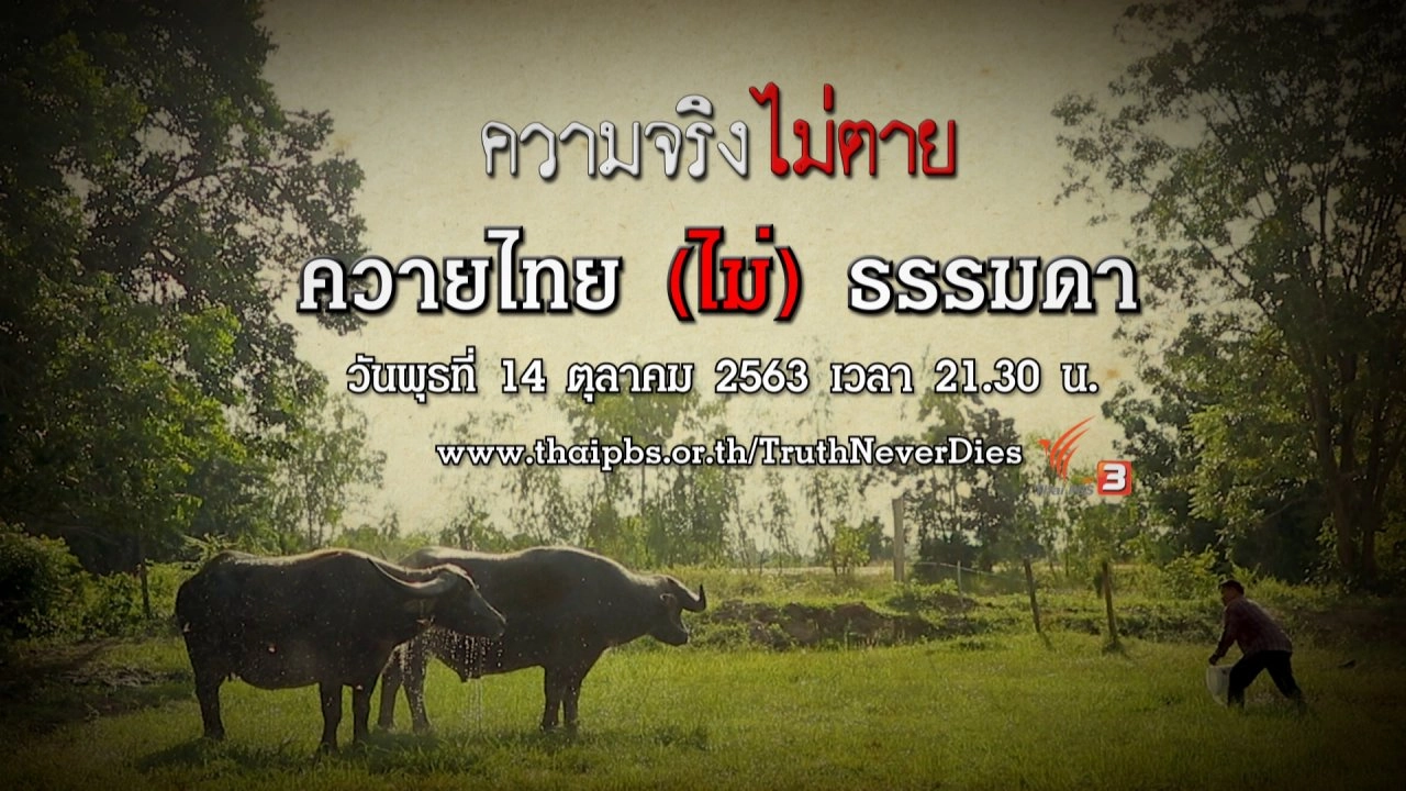ควายไทย(ไม่)ธรรมดา
