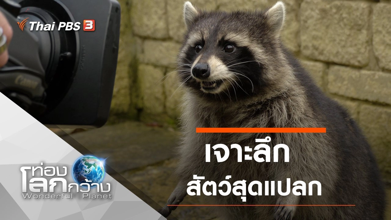 เจาะลึกสัตว์สุดแปลก