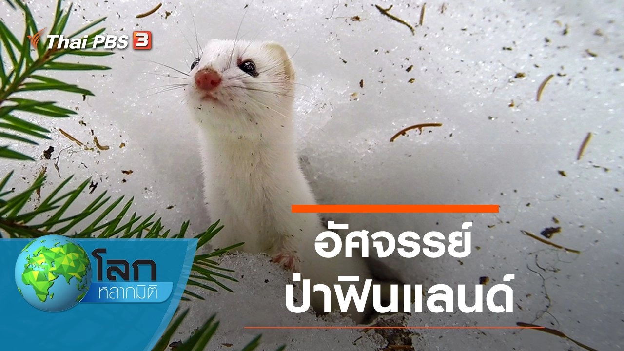 อัศจรรย์ป่าฟินแลนด์