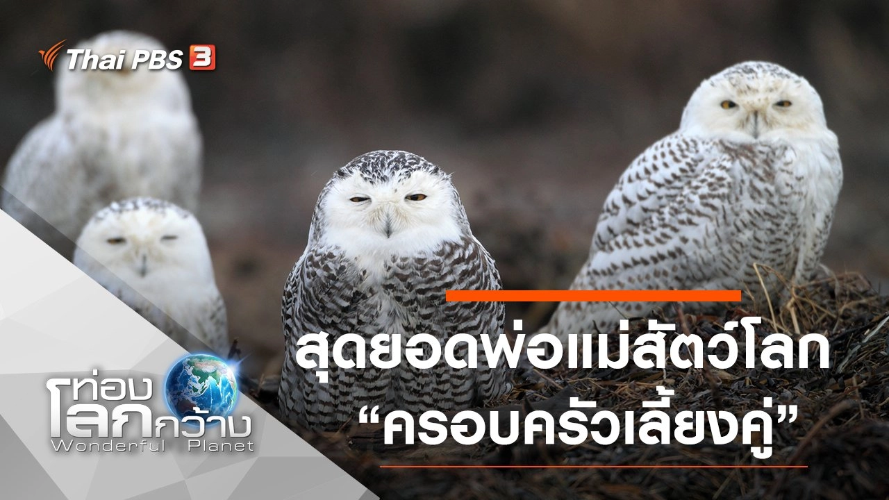 สุดยอดพ่อแม่สัตว์โลก ตอน ครอบครัวเลี้ยงคู่