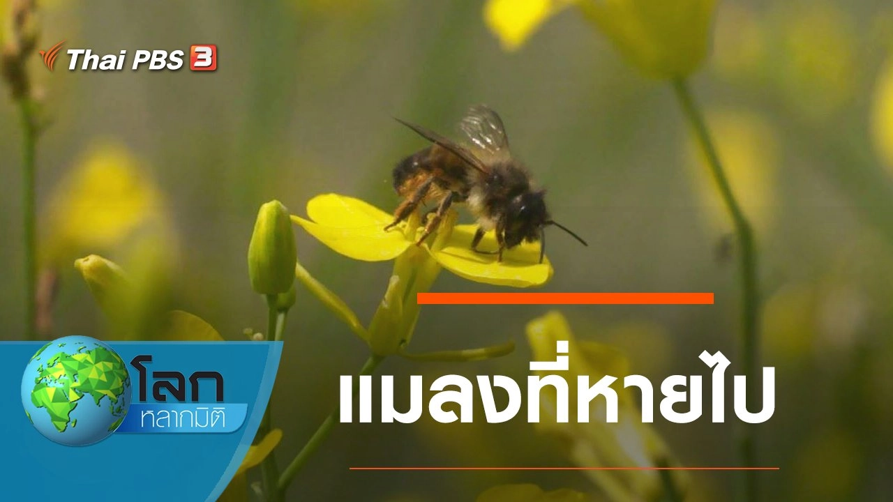 แมลงที่หายไป