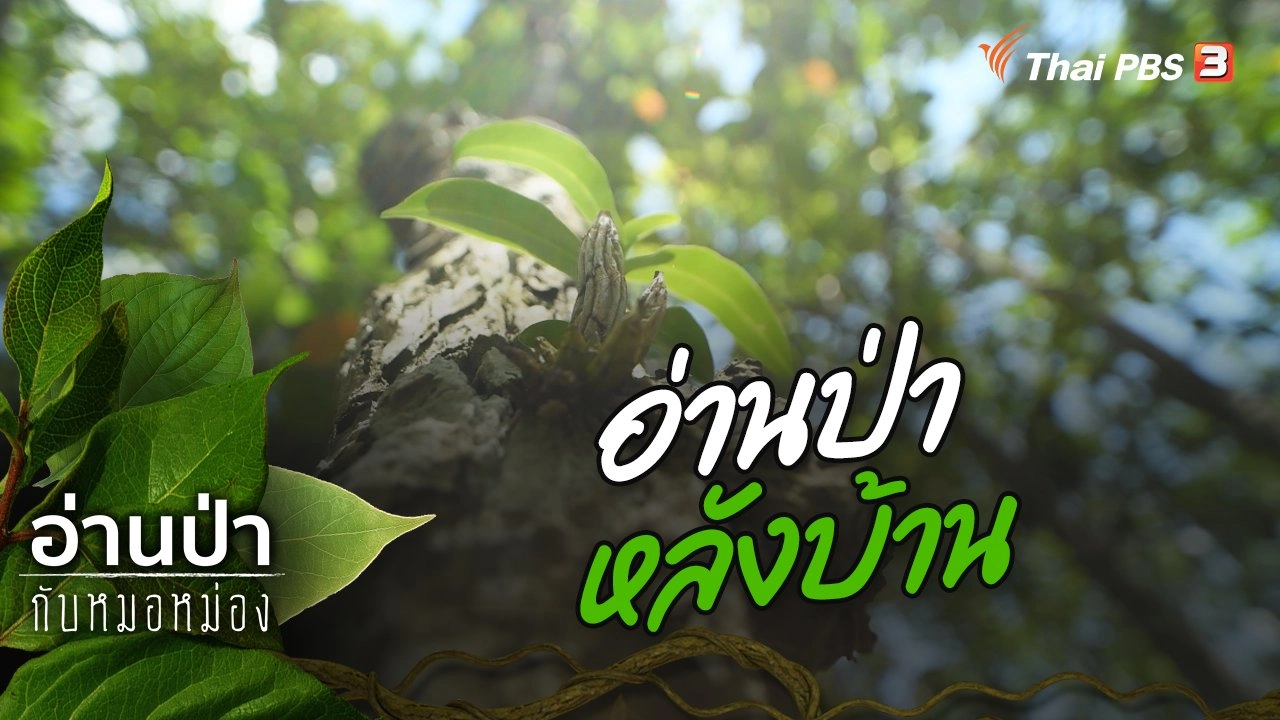 อ่านป่าหลังบ้าน