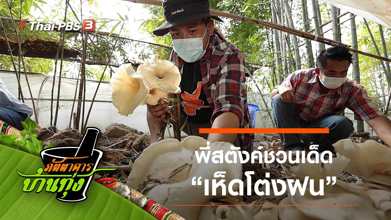 เห็ดโต่งฝน