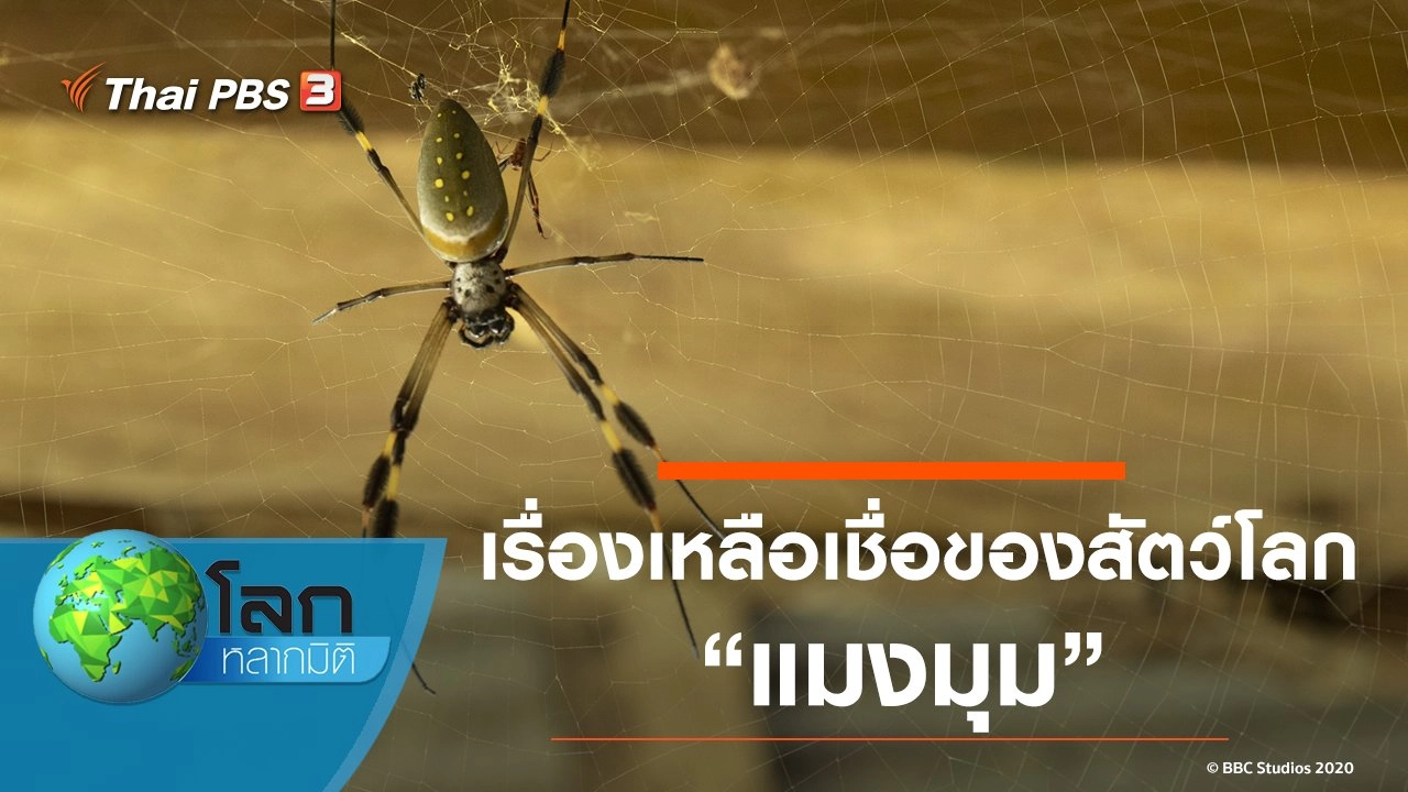 เรื่องเหลือเชื่อของสัตว์โลก ตอน แมงมุม
