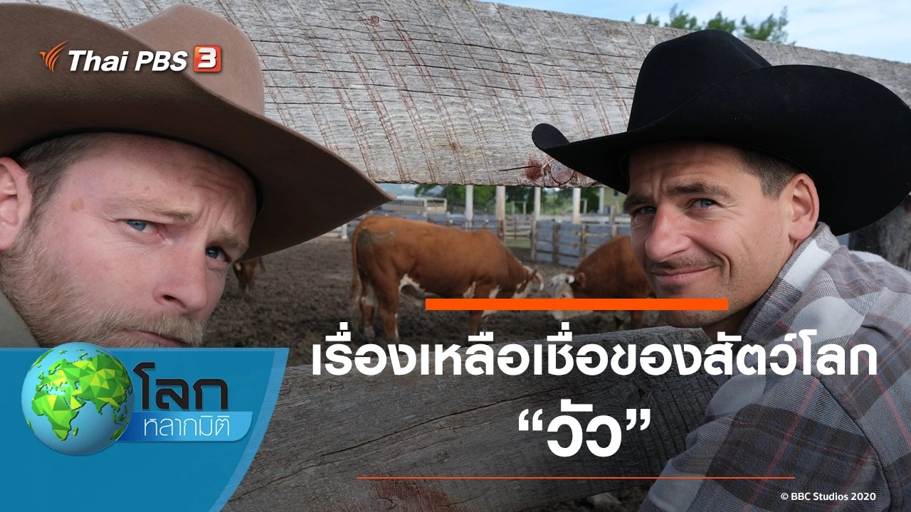 เรื่องเหลือเชื่อของสัตว์โลก ตอน วัว