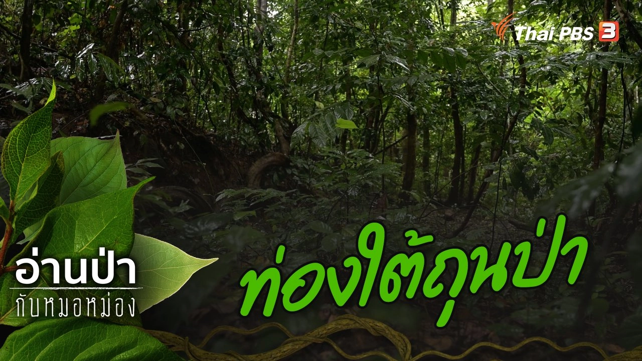 ท่องใต้ถุนป่า