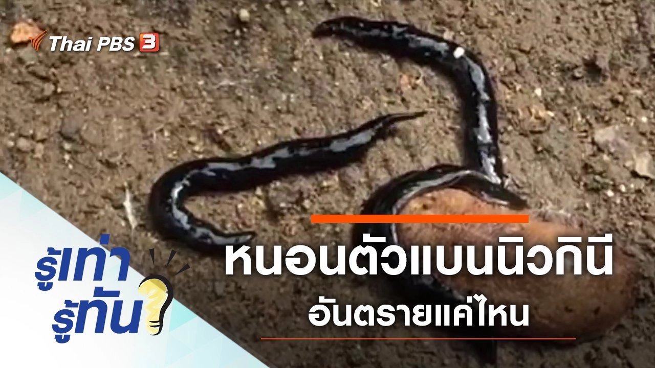 หนอนตัวแบนนิวกินี เอเลียนสปีชีส์อันตรายแค่ไหน