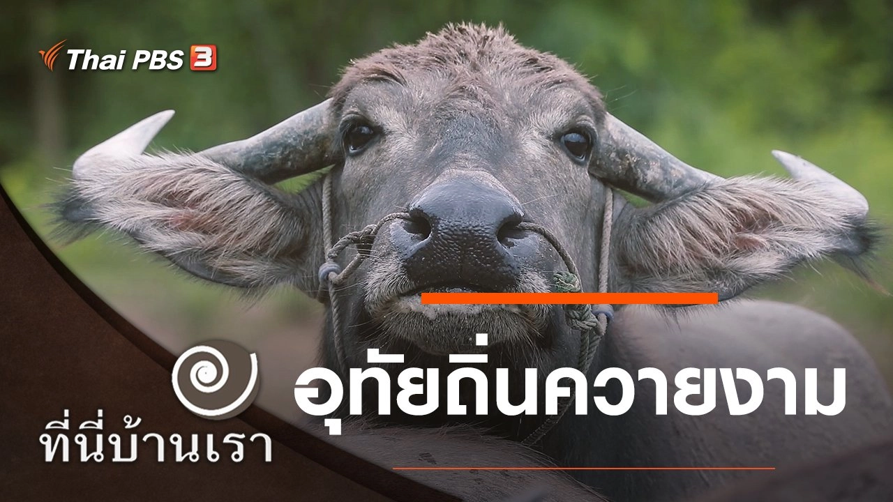 อุทัยถิ่นควายงาม