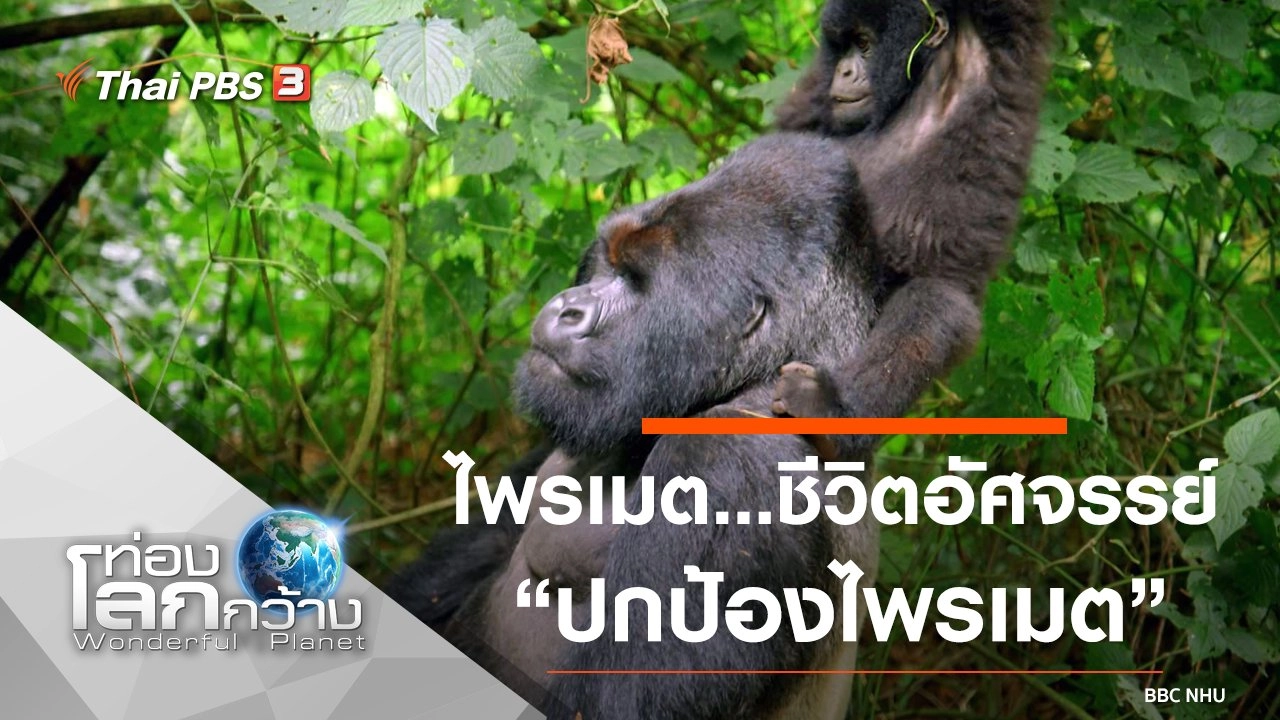 ไพรเมต...ชีวิตอัศจรรย์ ตอน ปกป้องไพรเมต