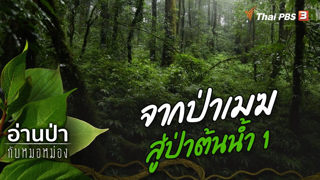 จากป่าเมฆสู่ป่าต้นน้ำ 1