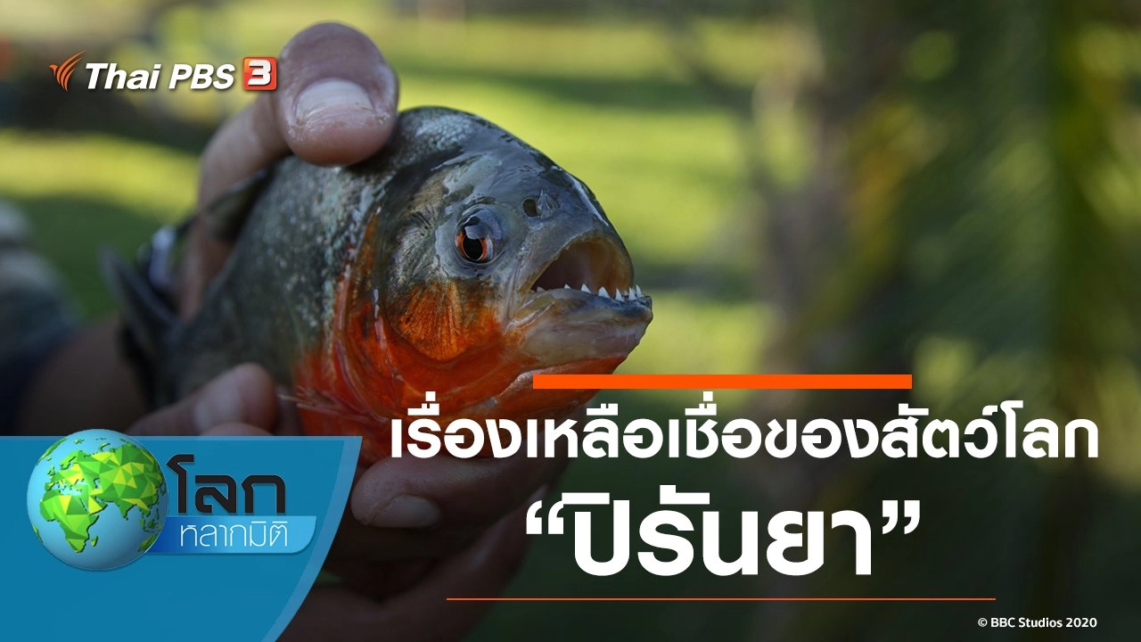 เรื่องเหลือเชื่อของสัตว์โลก ตอน ปิรันยา
