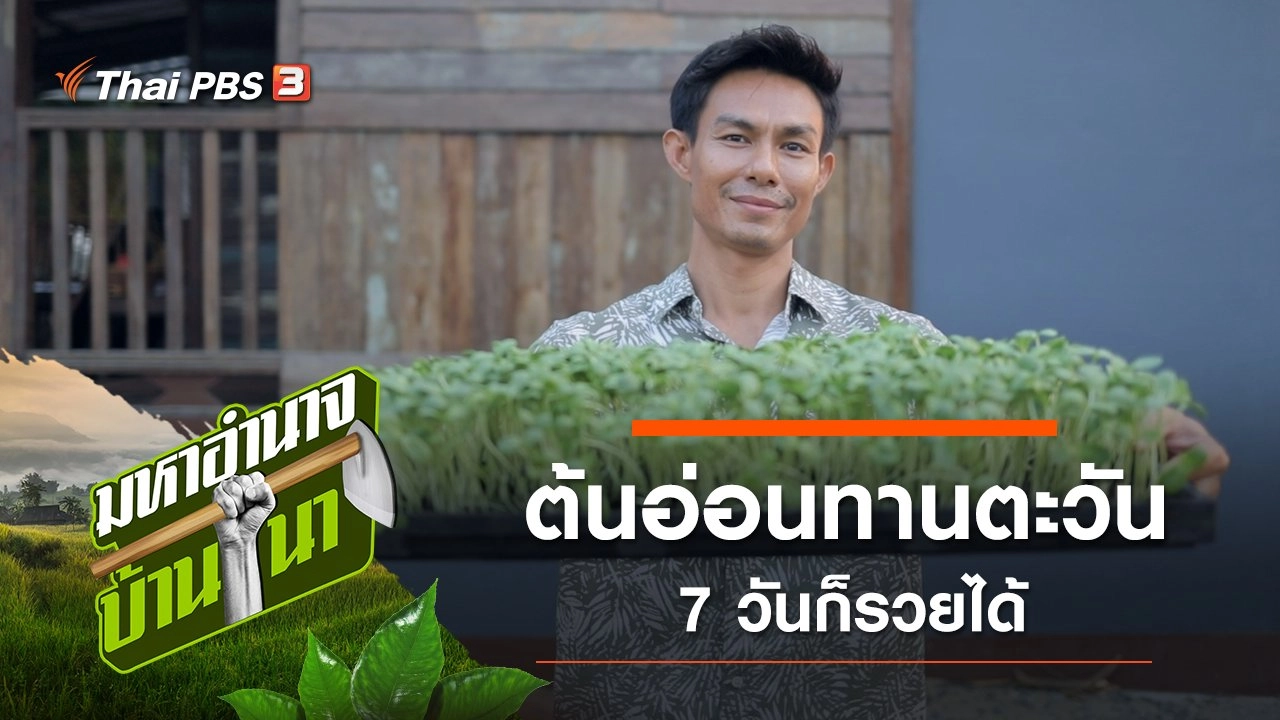 ต้นอ่อนทานตะวัน 7 วันก็รวยได้