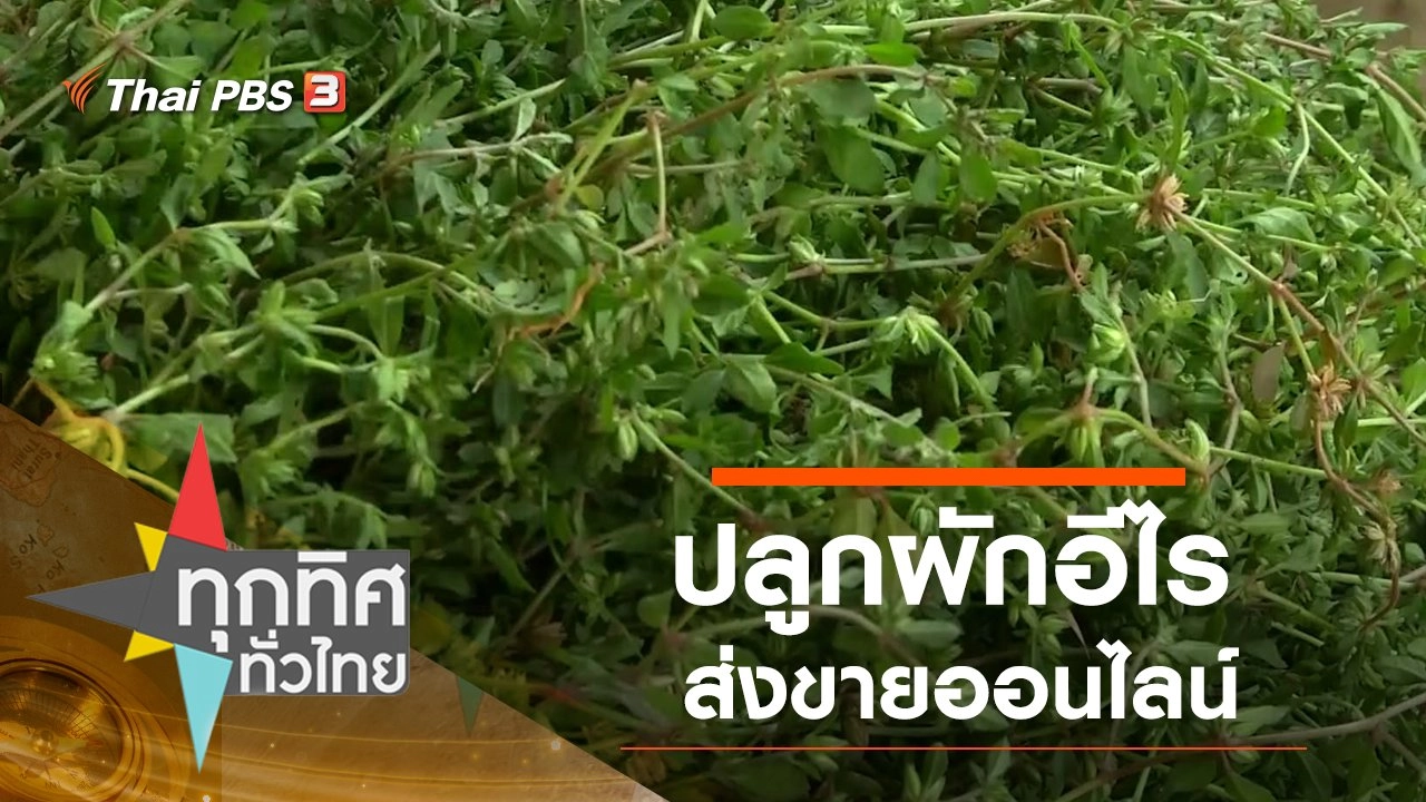 ปลูกผักอีไรส่งขายออนไลน์