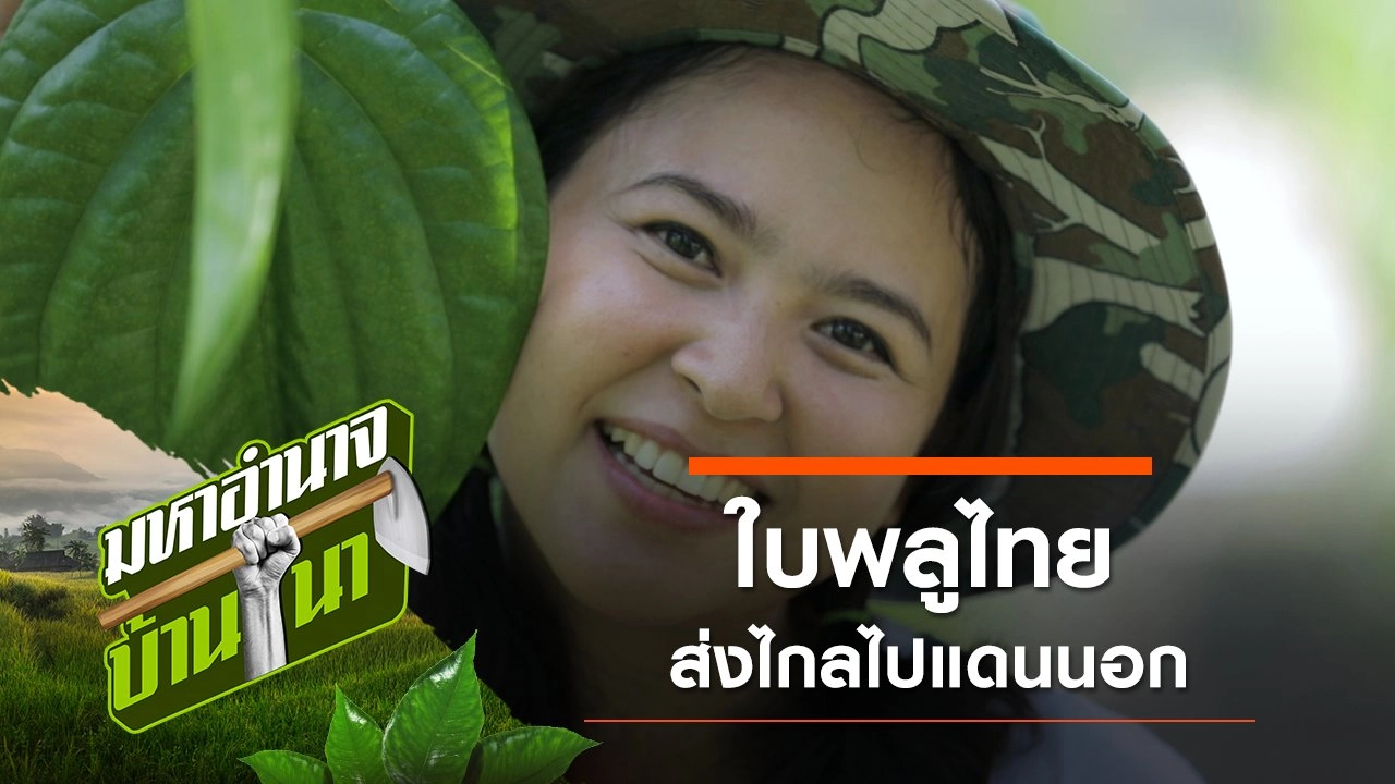 ใบพลูไทย ส่งไกลไปแดนนอก