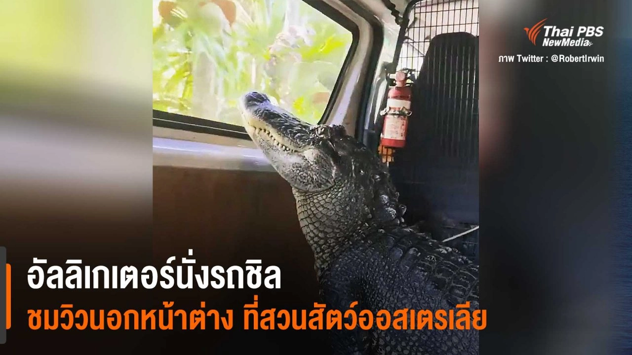 อัลลิเกเตอร์นั่งรถชิล ชมวิวนอกหน้าต่าง ที่สวนสัตว์ออสเตรเลีย