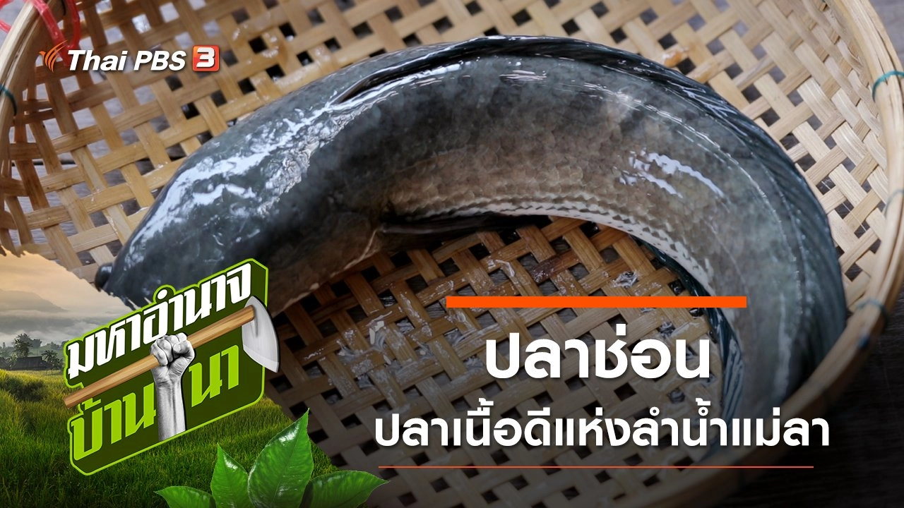 ปลาช่อน ปลาเนื้อดีแห่งลำน้ำแม่ลา