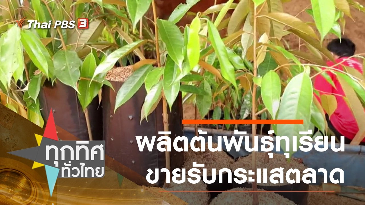 ผลิตต้นพันธุ์ทุเรียนขายรับกระแสตลาด