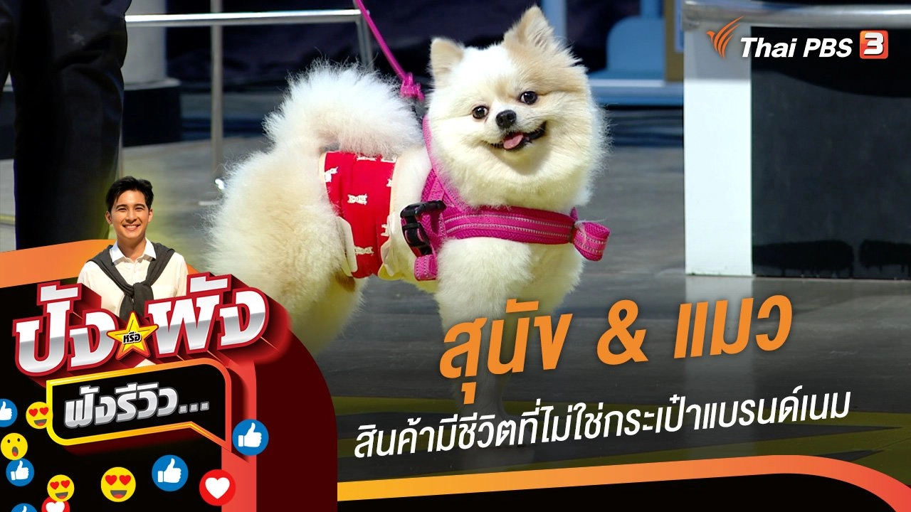 สุนัข & แมว สินค้ามีชีวิตที่ไม่ใช่กระเป๋าแบรนด์เนม