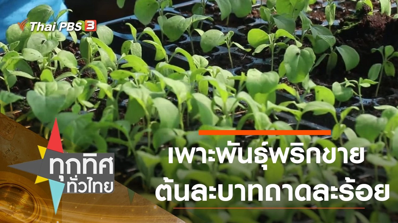 เพาะพันธุ์พริกขายต้นละบาทถาดละร้อย