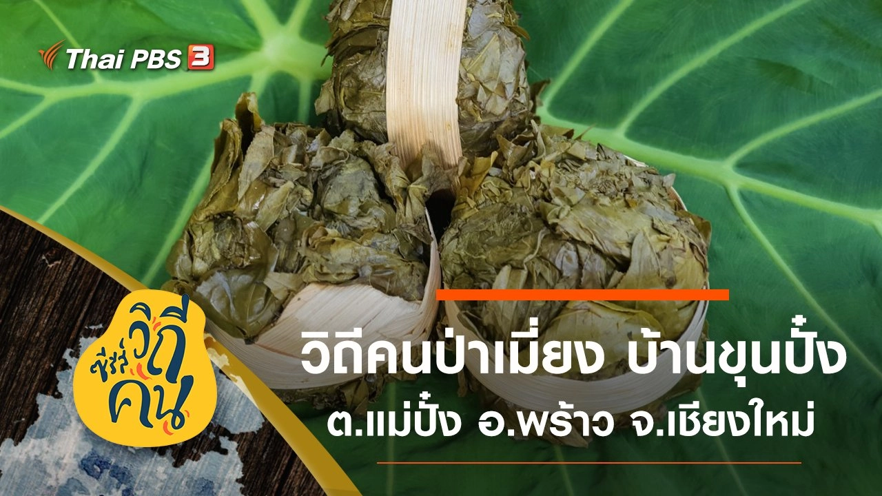 วิถีคนป่าเมี่ยง บ้านขุนปั๋ง ต.แม่ปั๋ง อ.พร้าว จ.เชียงใหม่