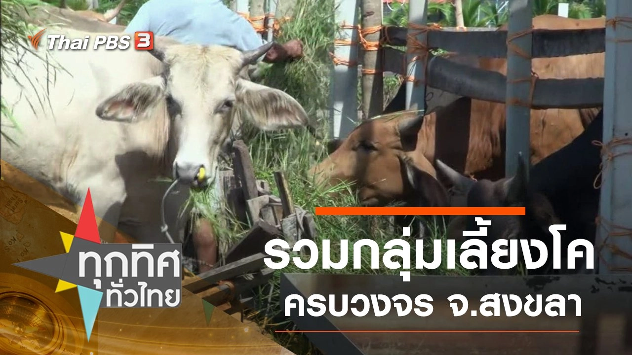 รวมกลุ่มเลี้ยงโคครบวงจร