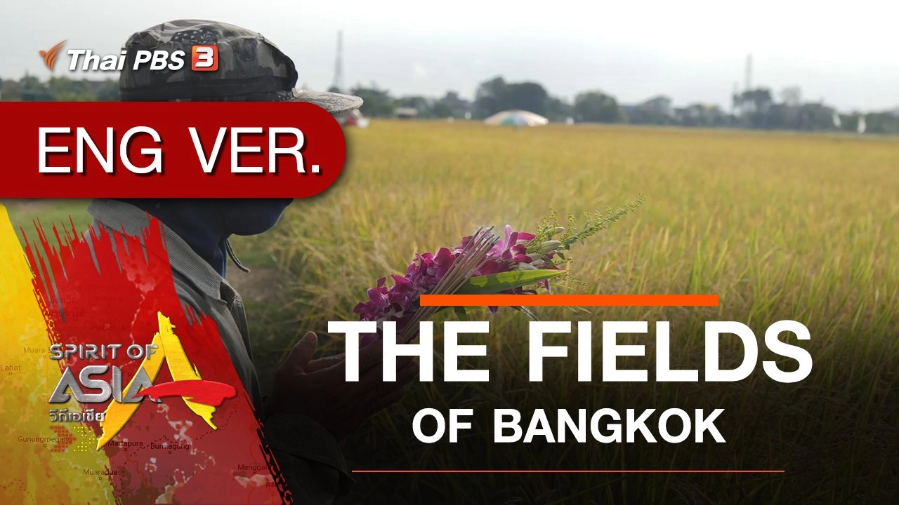 THE FIELDS OF BANGKOK