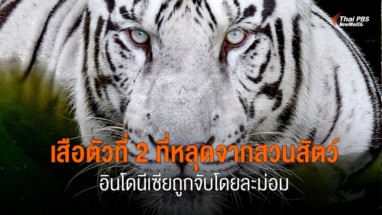 เสือตัวที่ 2 ที่หลุดจากสวนสัตว์ Sinka ในอินโดนีเซียถูกรวบตัวโดยละม่อม