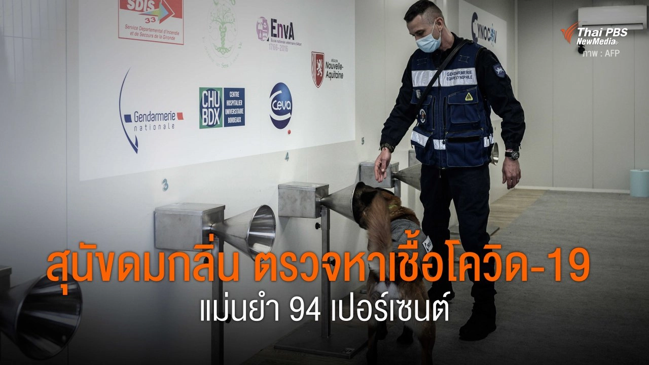 สุนัขดมกลิ่น ตรวจหาเชื้อโควิด-19 แม่นยำ 94 เปอร์เซนต์