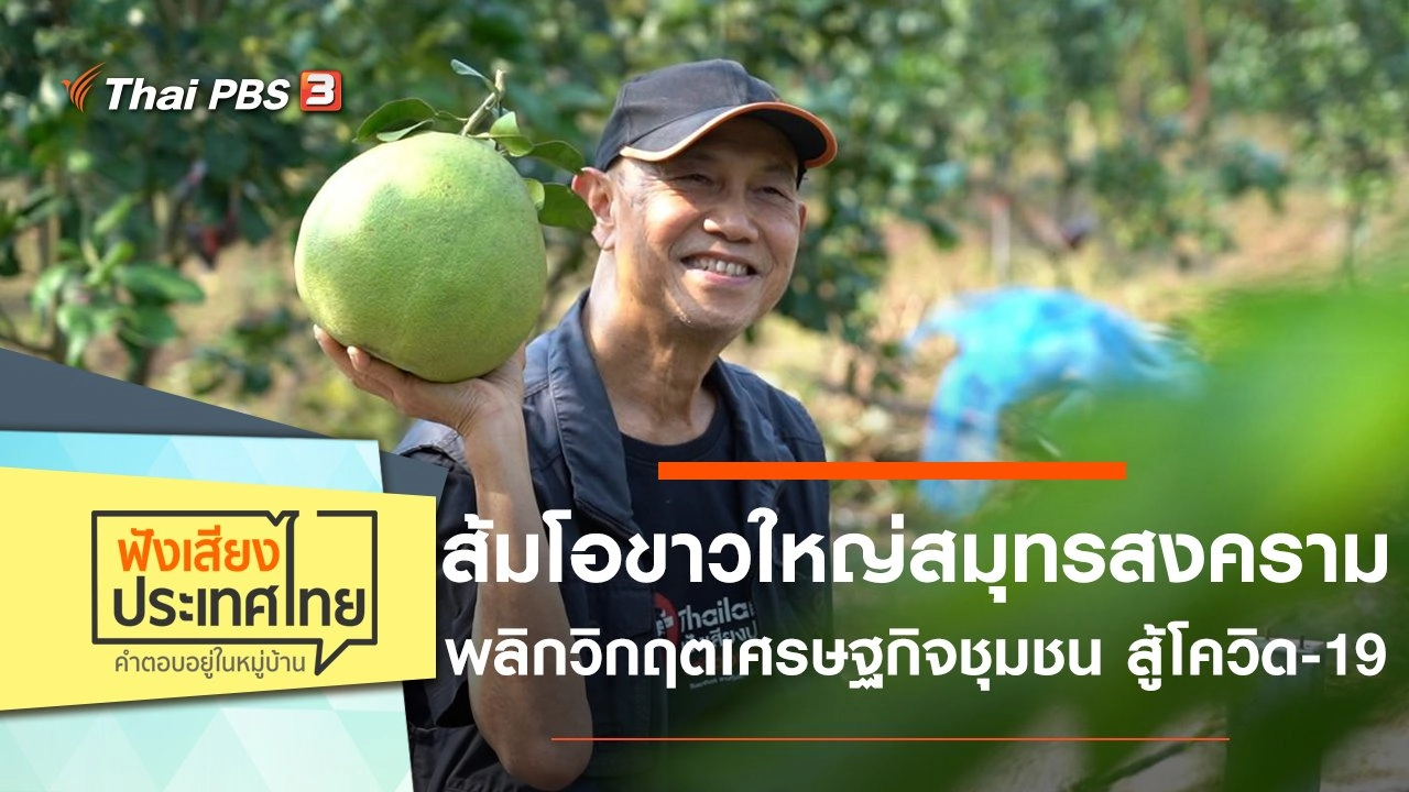 ส้มโอขาวใหญ่สมุทรสงครามพลิกวิกฤตเศรษฐกิจชุมชน สู้โควิด-19