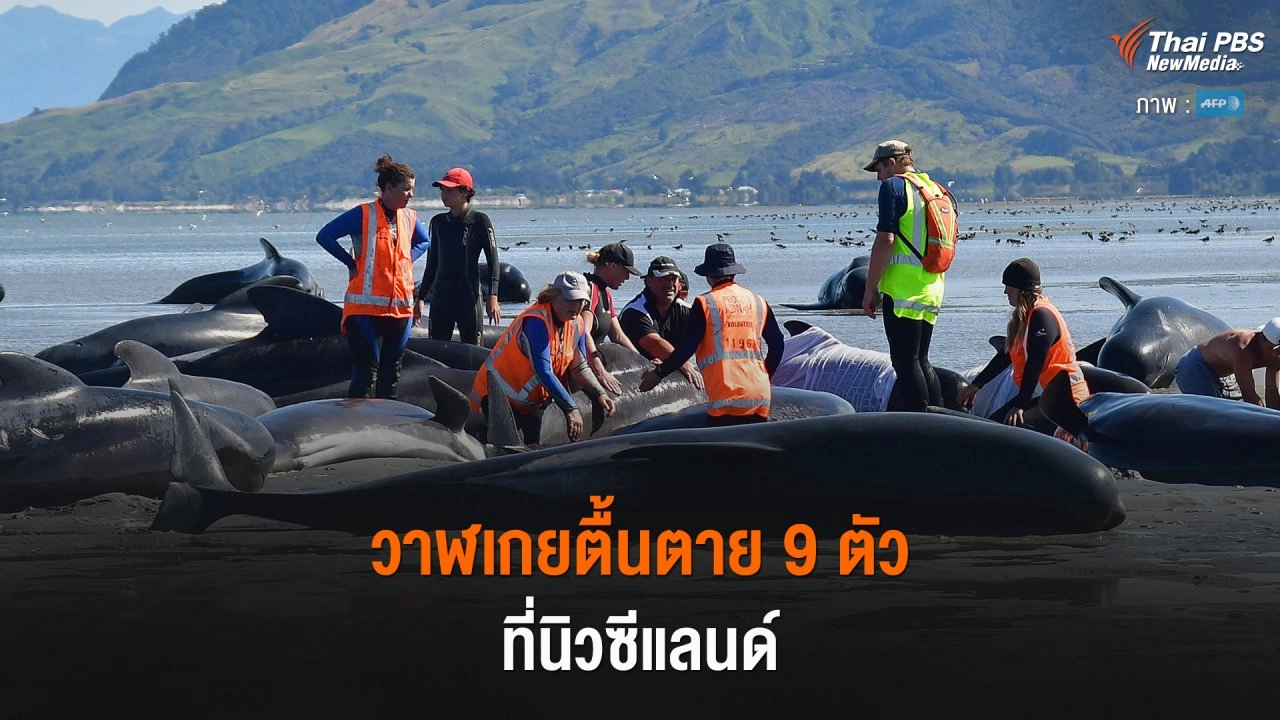 วาฬเกยตื้นตาย 9 ตัว ที่นิวซีแลนด์