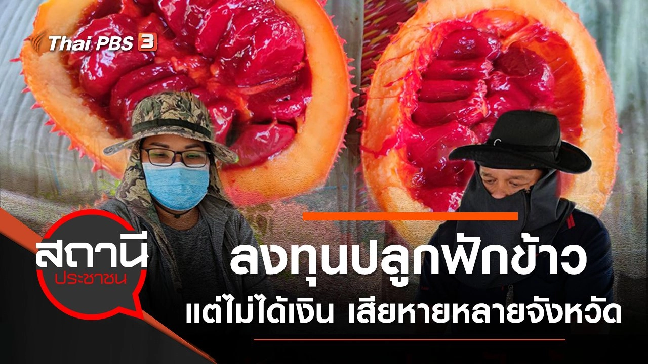 เตือนภัย ลงทุนปลูกฟักข้าวแต่ไม่ได้เงิน เสียหายหลายจังหวัด