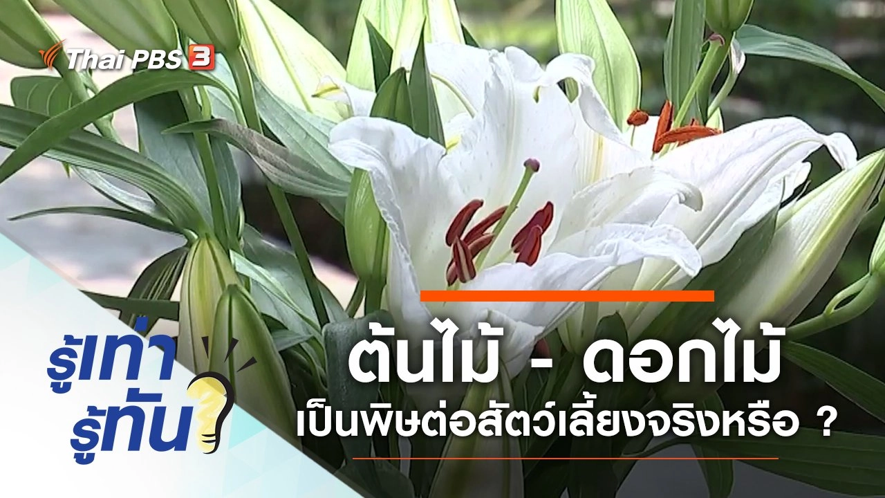 ต้นไม้ - ดอกไม้ข้างบ้านเป็นพิษต่อสัตว์เลี้ยง จริงหรือ ?