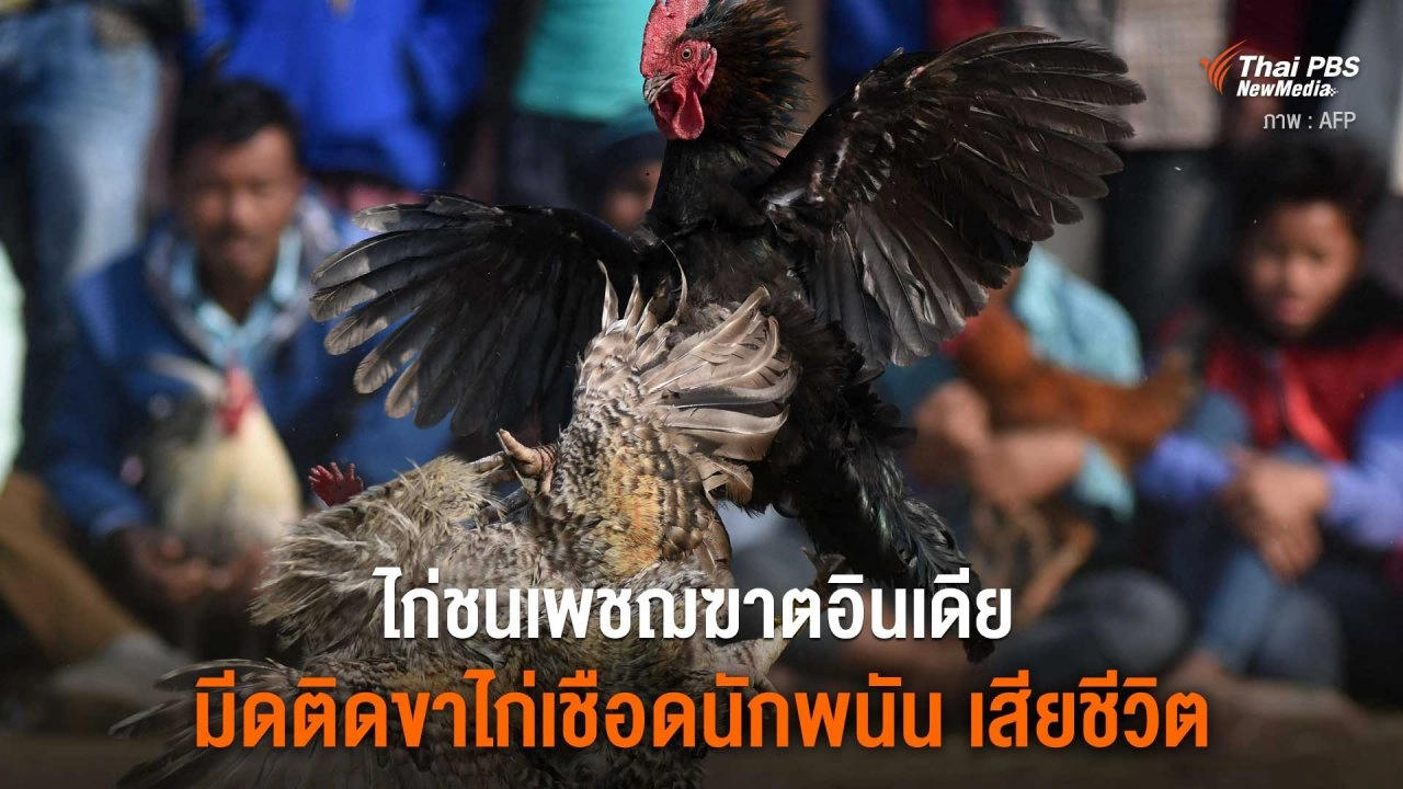 ไก่ชนเพชฌฆาตอินเดีย มีดติดขาไก่เชือดนักพนัน เสียชีวิต