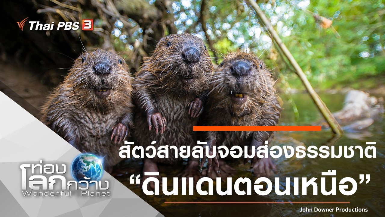 สัตว์สายลับจอมส่องธรรมชาติ ตอน ดินแดนตอนเหนือ