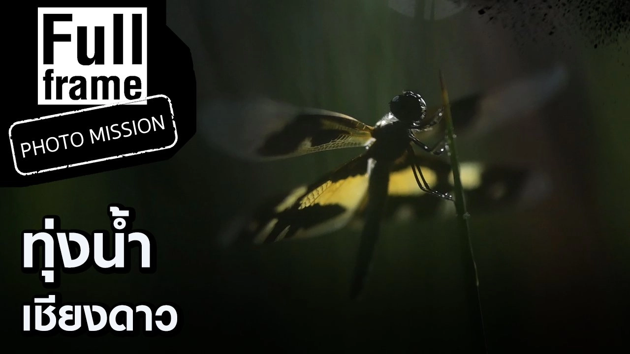 ทุ่งน้ำเชียงดาว