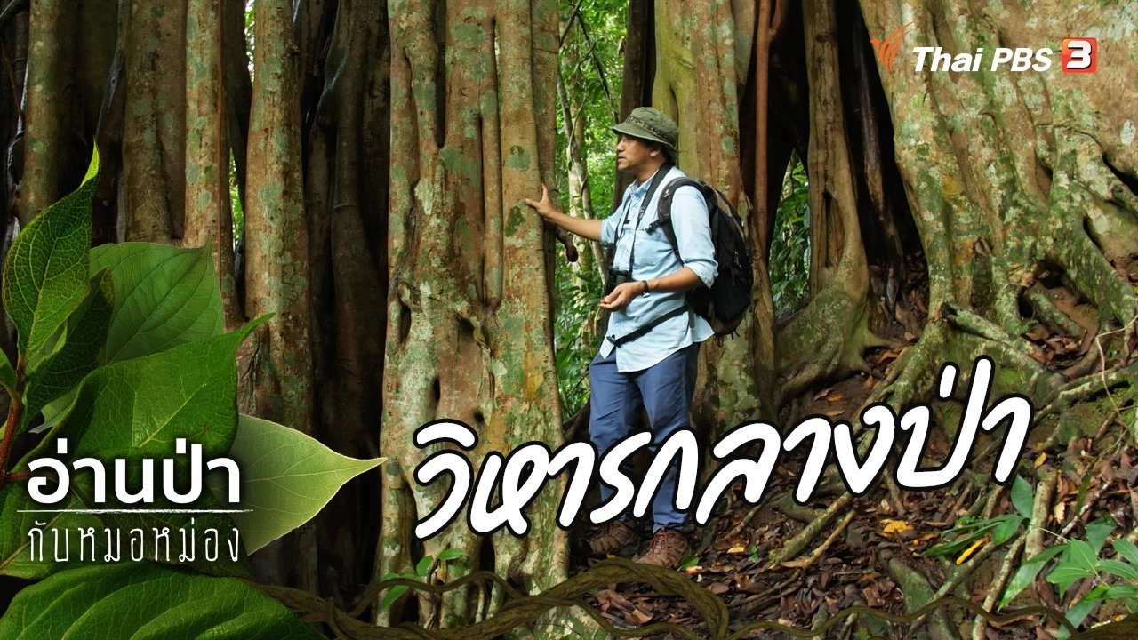 วิหารกลางป่า