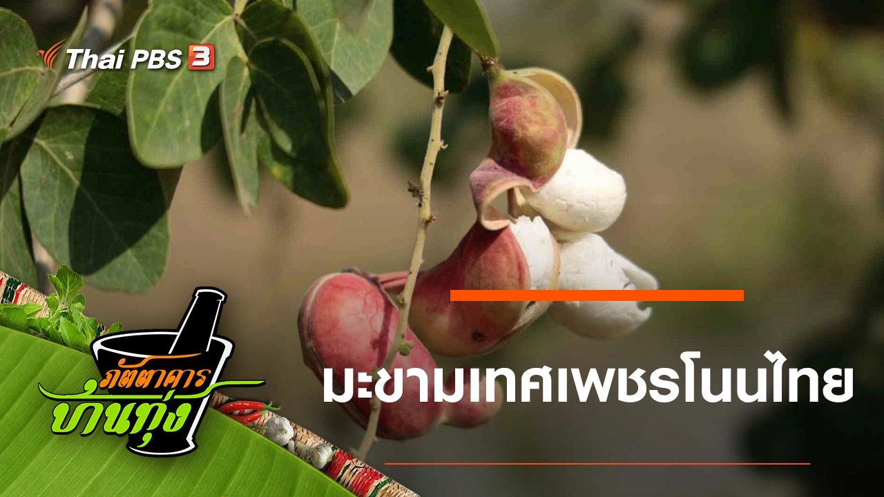 มะขามเทศเพชรโนนไทย