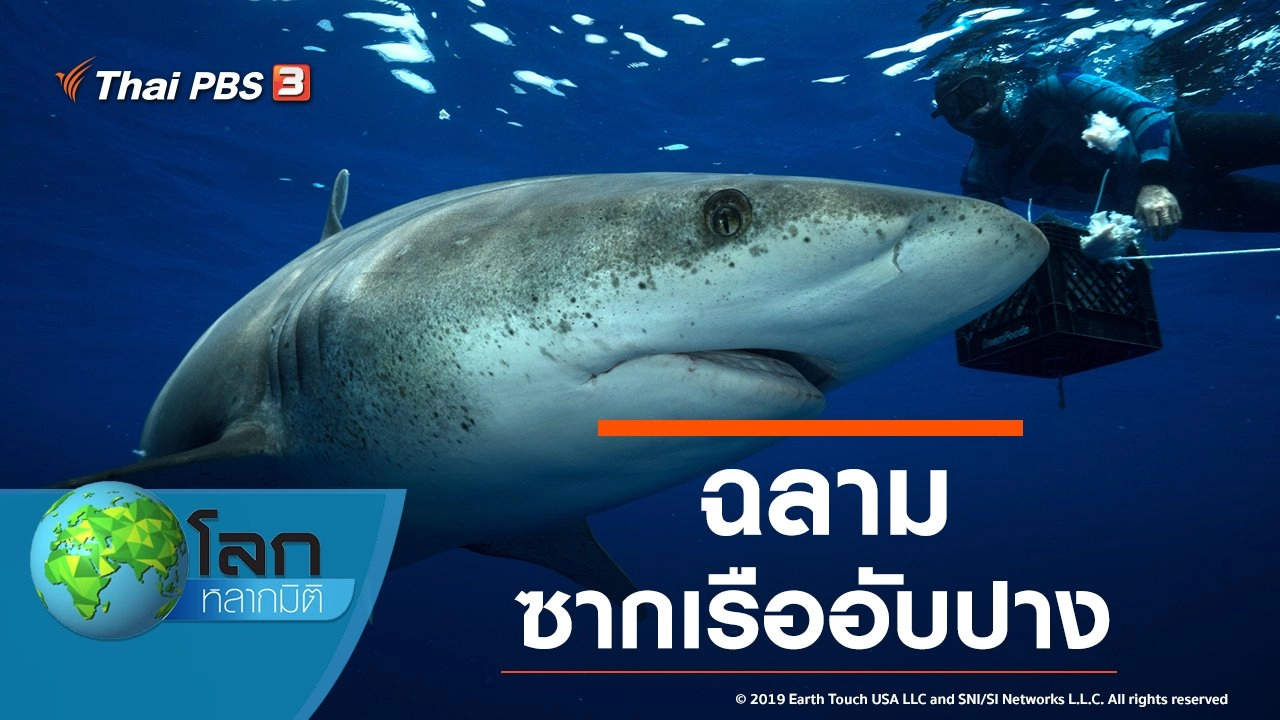 ฉลามซากเรืออับปาง